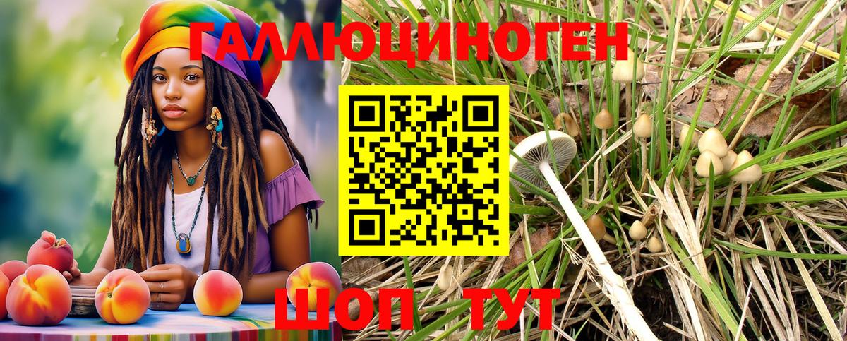 Электрогорск  Галлюциногенные грибы Psilocybine cubensis  Вход с VPN 